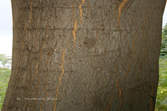 Alstonia macrophylla